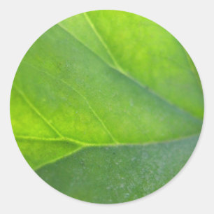 Leaf Closeup Sticker