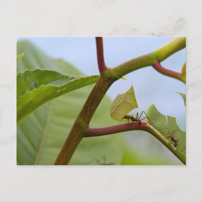Leaf cutting ants postcard (Front)
