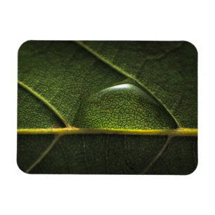 Leaf Droplets Magnet