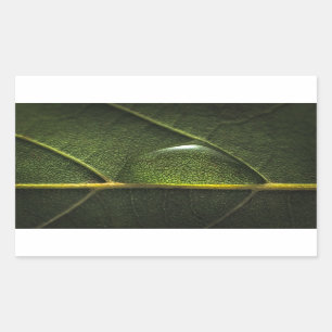 Leaf Droplets Sticker