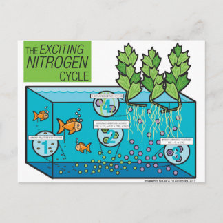 Leaf & Fin: Nitrogen Cycle Infographic Postcard