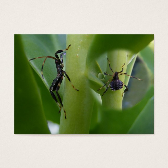 Leaf Footed Bug ~ ATC (Front)