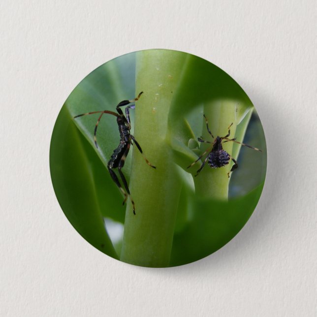 Leaf Footed Bug ~ button (Front)