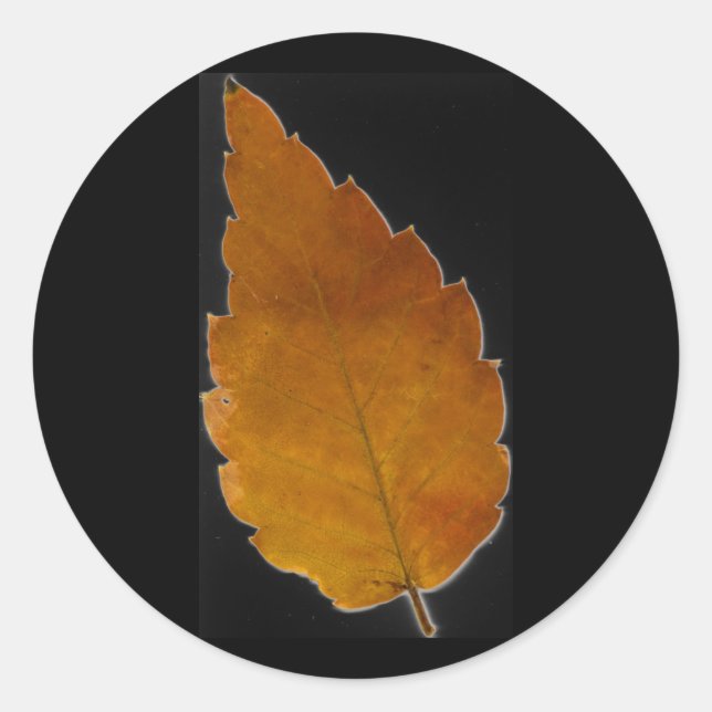 leaf III Classic Round Sticker (Front)