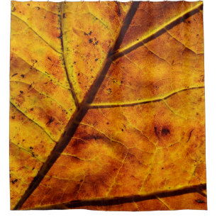 Leaf leaf veins fall texture