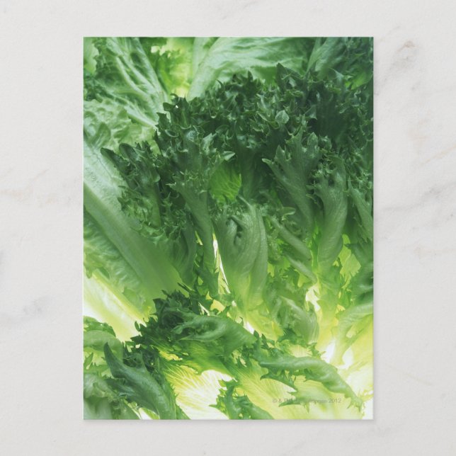 Leaf Lettuce Postcard (Front)