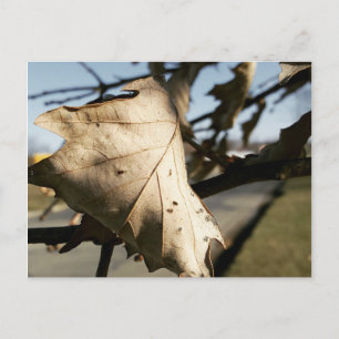 LEAF ME A POSTCARD