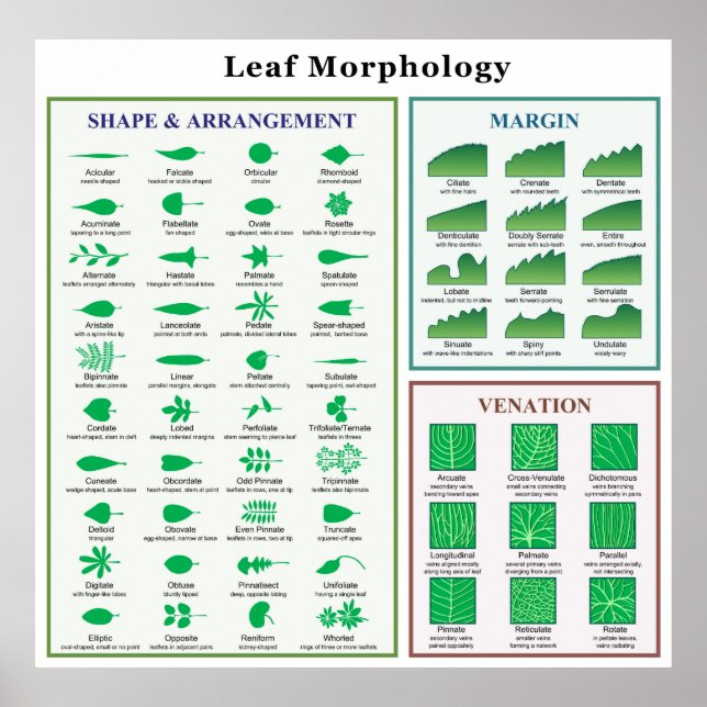 Leaf Morphology Chart (Front)