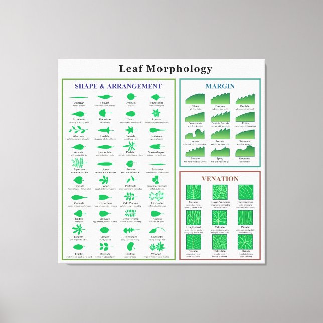 Leaf Morphology Chart Canvas Print (Front)