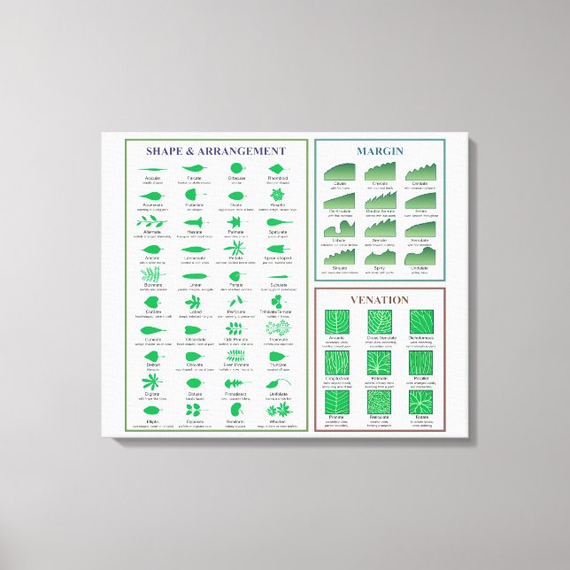 Leaf Morphology Chart Margin Shape Venation  Canvas Print (Front)
