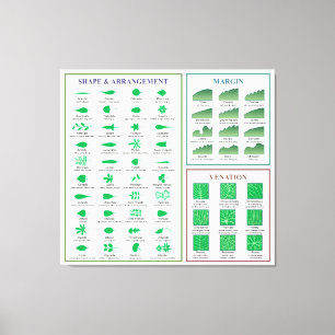 Leaf Morphology Chart Margin Shape Venation Canvas Print