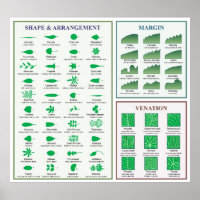 Leaf Morphology Chart Margin Shape Venation Poster