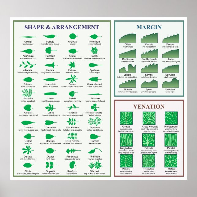 Leaf Morphology Chart Margin Shape Venation Poster (Front)