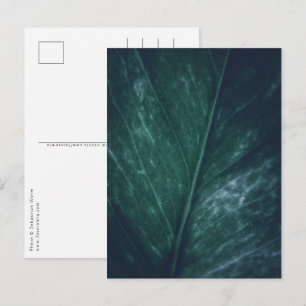 Leaf Nature Photo Postcard