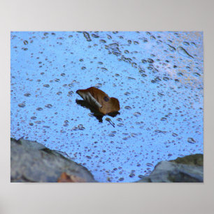 Leaf Photo Poster