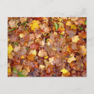 'Leaf Pile' photo postcard