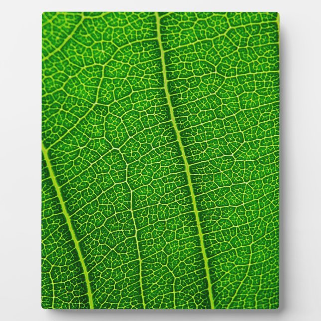 Leaf Plaque (Front)
