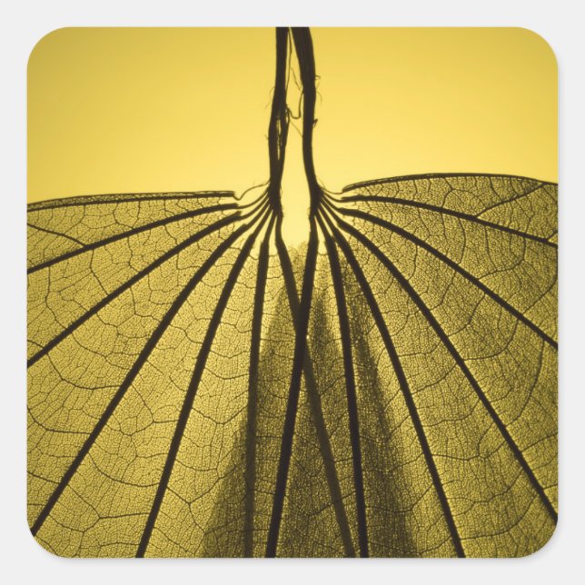 Leaf Skeleton Square Sticker (Front)