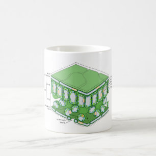Leaf Tissue Structure Plant Cell Diagram Chart  Coffee Mug