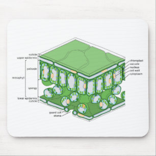 Leaf Tissue Structure Plant Cell Diagram Chart Mouse Pad