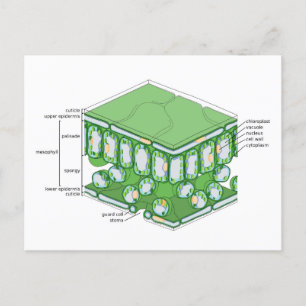 Leaf Tissue Structure Plant Cell Diagram Chart  Postcard