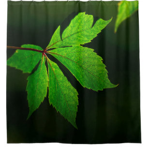 Leaf vein pattern texture plant