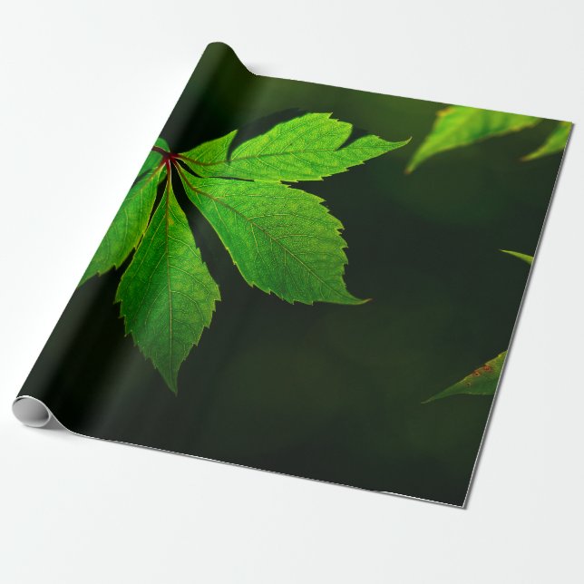 Leaf vein pattern texture plant wrapping paper (Unrolled)