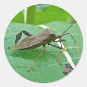 Leaffooted Bug (Acanthocephala fenorata) Items Classic Round Sticker