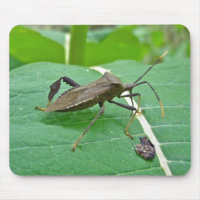 Leaffooted Bug (Acanthocephala fenorata) Items Mouse Pad (Front)
