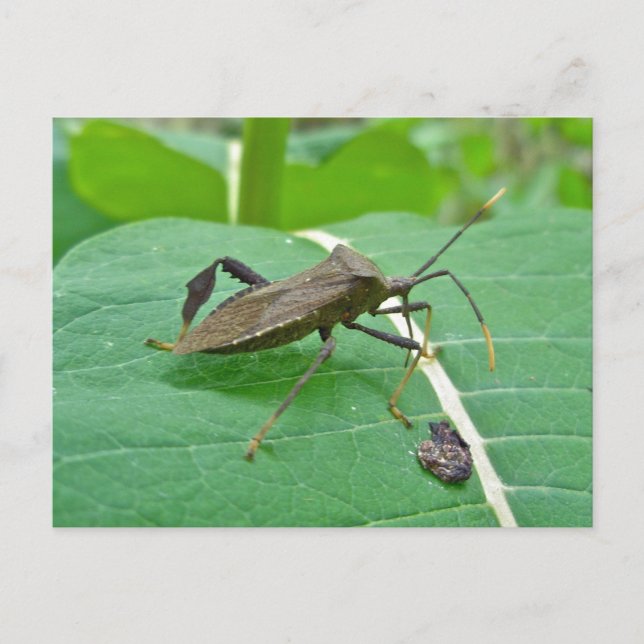 Leaffooted Bug (Acanthocephala fenorata) Items Postcard (Front)
