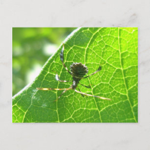 Leaffooted Bug on Milkweed Postcard