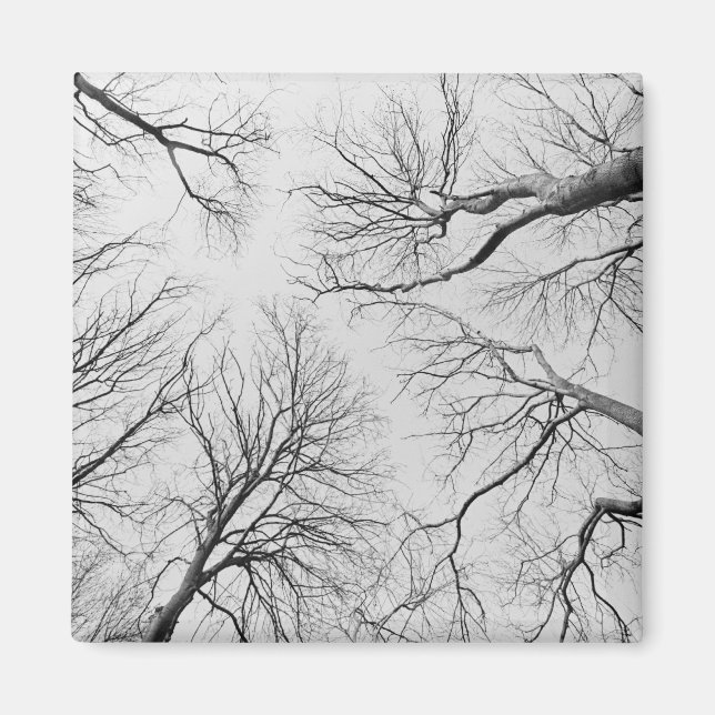 Leafless Trees in Thiepval Wood Magnet (Front)