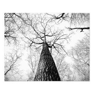 Leafless trees photo print