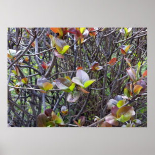 leaflets on twigs poster