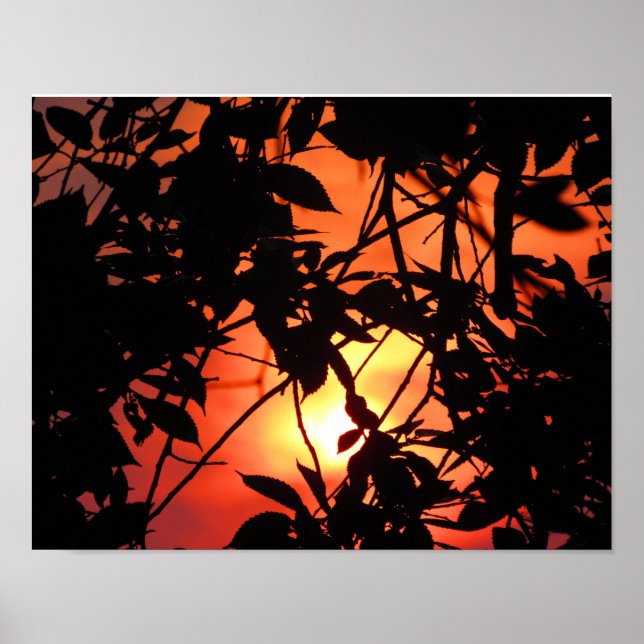 Leafs in the Sun Poster (Front)