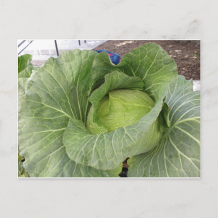 Leafy Cabbage Postcard