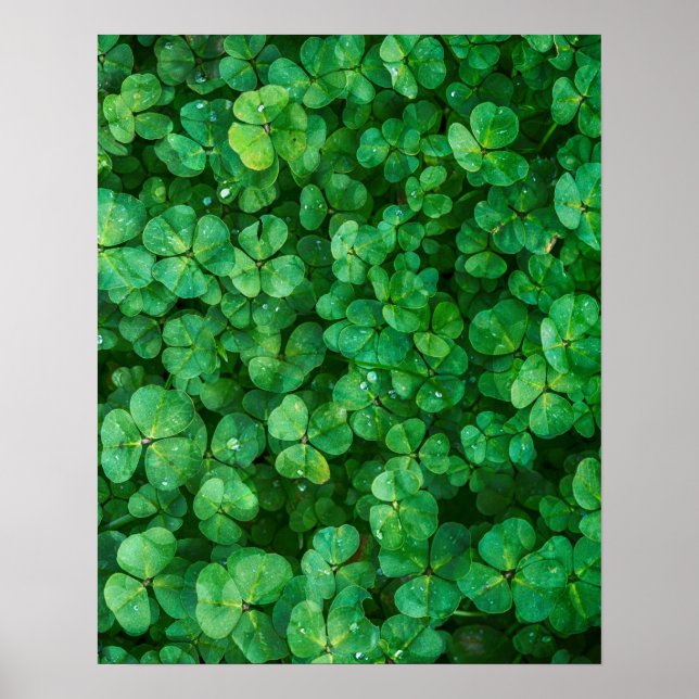 Leafy Green Clovers with Water Droplets Poster (Front)
