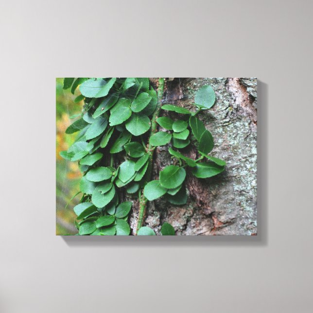Leafy Green Vine Growing On Tree Trunk Canvas Print (Front)