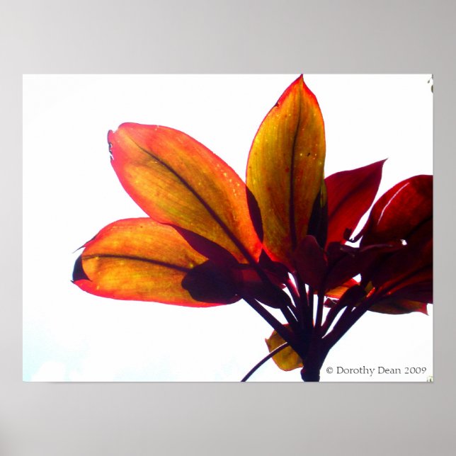 Leafy Plant Poster (Front)