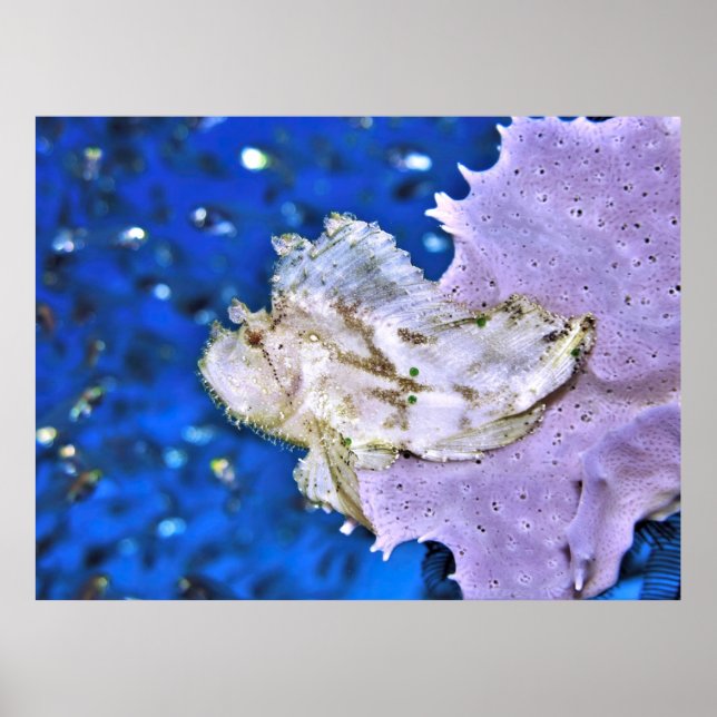 Leafy Scorpionfish Poster (Front)