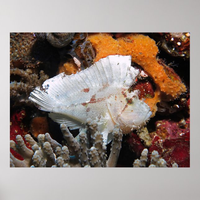 Leafy Scorpionfish Poster (Front)