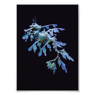Leafy Sea Dragon Print