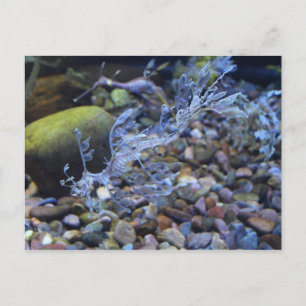 Leafy Seadragon # 2 Postcard