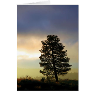 Leaning Tree Cards, Photocards, Invitations &amp; More