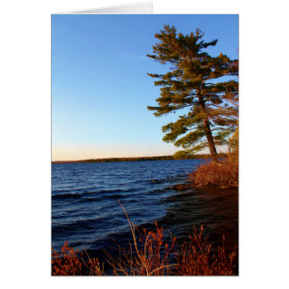 Leaning Tree Cards, Photocards, Invitations &amp; More