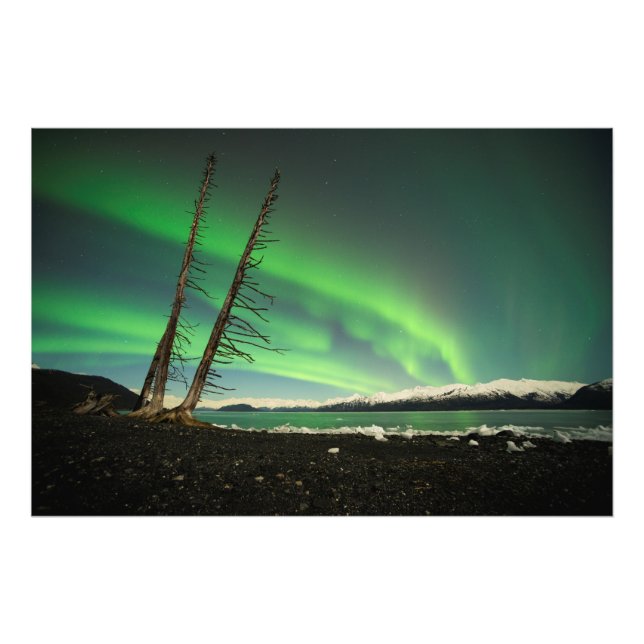 Leaning Tree Aurora Photo Print (Front)