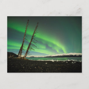 Leaning Tree Aurora Postcard
