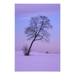 Leaning Tree in Snowy Field; Chippewa County; Photo Print