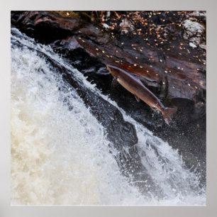 Leaping Atlantic salmon salmo salar Poster