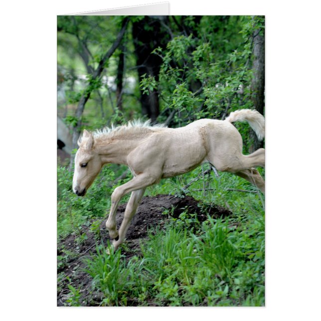 Leaping Colt (Front)